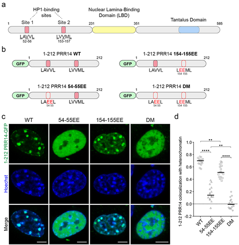 Figure 3. PRR14 interacts with heterochromatin primarily through its HP1-binding site 1. (a) Schematic illustrations of PRR14 domain organization and HP1-binding site motifs: LAVVL (aa 52–56) and LVVML (aa 153–157). (b) Schematic representation of GFP-tagged PRR14 (Citation1–212) fragments including the heterochromatin-binding domain of PRR14 with indicated amino acid substitutions in key residues of HP1-binding motifs. DM, double mutant. (c) Representative confocal images of murine NIH/3T3 cells expressing indicated WT or mutant GFP-tagged PRR14 (Citation1–212) constructs (green), counterstained with Hoechst (blue). (d) Dot plot shows the Pearson’s correlation of Hoechst staining and GFP-PRR14 signal for each PRR14 (Citation1–212) construct indicating degree of colocalization of PRR14 with heterochromatin regions. n ≥ 16 cells per condition. Lines on the dot plot show median values. Statistical analysis was performed using ANOVA Brown-Forsythe and Welch test with Dunnett’s multiple comparisons; ****p < 0.0001, **p < 0.01. Scale bars 5 μm.