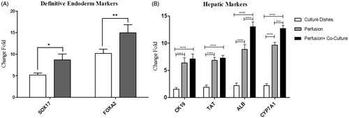 Figure 4. Expression of hepatic differentiation markers in iPSCs-Heps cultured in culture dishes and micro-bioreactor device. The cells were cultured in the presence of differentiation medium (as indicated in Figure 3) for 5 and 21 days after which the expression of hepatic differentiation markers was examined using real-time PCR. (A) The expression levels of definitive endodermal genes at Day 5. Note that the expression of these markers was significantly increased in iPSCs-derived endodermal cells cultured in the micro-bioreactor device compared to those cultured in dishes. (B) The expression levels of hepatic maturation genes at Day 21. Note that the expression of human liver-associated genes was significantly increased in iPSCs-Heps co-cultured with HUVECs in micro-bioreactor device compared to those cultured in the static condition and iPSCs alone. Relative levels of gene expression were normalized to the undifferentiated hiPSCs. The value is shown on each graph as mean ± SD. *p < .05, **p < .01, ***p < .001, ****p < .0001, Bonferroni’s post hoc test.
