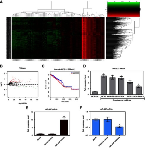 Figure 1 miR-937 was associated with survival rate and regulated cell viability in breast cancer cells. (A) Heatmap of 86 genes differentially expressed in breast cancer from TCGA database; (B) volcano plot of 67 genes was significantly up-regulated and Volcano plot of 67 genes was significantly down-regulated; (C) miR-937 was significantly associated with survival rate in patients with breast cancer; (D) miR-937 highly expressed in breast cancer cell lines by RT-PCR analysis (E and F) the mRNA expression of miR-937 in MCF7 cells transfection with mimics/inhibitors/negative control was detected by RT-PCR analysis. β-actin was used as a load control. Data are presented as the mean ± standard deviation. ap<0.05 versus Blank group, bp<0.05 versus mimics/inhibitors group.