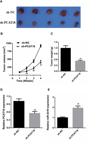 Figure 7 PCAT18 silence inhibited tumor growth in vivo. (A) The tumour volumes in the sh- PCAT18 and sh -NC groups were measured at 4 weeks after injection. (B) The tumor volumes of the mice were measured every week after the cell injection. (C) At 4 weeks later, the mice were killed, and the tumor tissues were excised and the weight of tumors was measured. (D) Expression levels of PCAT18 in tumors. (E) Expression levels of miR-4319 in tumors. **p < 0.01.