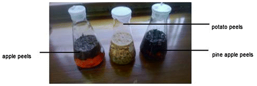 Figure 1. Potato-, apple- and pineapple-peels soaked in phosphoric acid for 24 h.