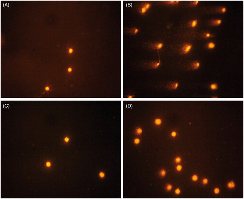 Figure 2. Fluorescence microscope-derived pictures of DNA damage in the liver of (A) control rats, (B) rats treated with yellow tea alone, (C) rats treated with NDEA alone and (D) rats treated with yellow tea + NDEA.