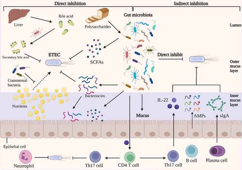 Figure 4. Direct and indirect inhibition mediated by gut microbiota against ETEC infections. On the left, an illustration depicts the direct inhibition against ETEC mediated by gut bacteria. Gut bacteria directly impede ETEC colonization and proliferation. Certain antibacterial compounds, such as bacteriocins, SCFAs, and secondary bile acid, generated by the gut microbiota have been shown to directly inhibit ETEC. Additionally, gut microbiota can compete with ETEC for nutrients, which could limit the growth of ETEC. On the right, indirect methods of competition between gut microbiota and ETEC are depicted. The antimicrobial molecules produced by gut microbiota, such as SCFAs and bacteriocins, which could release into inner mucus layer and stimulate the barrier function. The commensal microbiota induces the differentiation of CD4 T cells into Th17 cells, which contribute to colonization resistance against ETEC by the release of cytokines such as IL-22. Under the stimulation of gut microbiota, intestinal epithelia secrete inflammatory factors, AMPs and sIgA into the mucus, which inhibits the colonization of ETEC. Image created with BioRender.