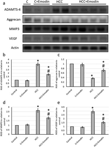 Figure 9. Effect of oral administration of emodin (40 mg/kg, P.O) on protein expression of hepatic ADAMTS4, aggrecans, MMP3 and VEGF. (a) Representative images of Western blot analysis of hepatic ADAMTS4, aggrecans MMP3 and VEGV. (b) ROD of Western blot analysis of ADAMTS4 in relation to control. (c) ROD of Western blot analysis of aggrecans in relation to control. (d) ROD of Western blot analysis of MMP3 in relation to control. (e) ROD of Western blot analysis of VEGF in relation to control. * Significant difference as compared with the control groups at p < 0.05. # Significant difference as compared with the HCC group at p < 0.05. ADAMTS4, A disintegrin and metalloproteinase with thrombospondin motifs 4; C, control; HCC, hepatocellular carcinoma; MMP3, matrix metallopeptidase 3; VEGF, vascular endothelial growth factor.