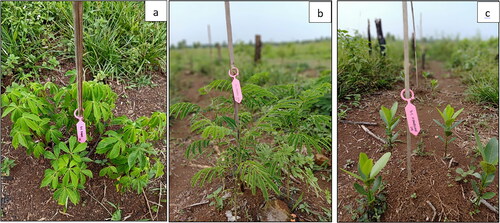 Figure 3. Seedling performance of Ceiba pentandra (a), Enterolobium cyclocarpum (b), and Calophyllum inophyllum (c) of direct seedling using seed briquette with the addition of 5 g aquasorb at 6 months after sowing.