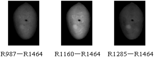 FIGURE 11 Representative two-band ratio images (R987–R1464, R1160–R1464, and R1285 -- R1464).