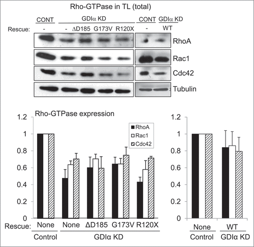 Figure 4. Mutant GDIα proteins do not protect the Rho-GTPases from proteosomal degradation. Western analysis of protein lysates from each mouse podocyte cell line were immunoblotted for Rac1, RhoA, and Cdc42. Total levels of Rho-GTPases were lower in the GDIα KD and the mutant GDIα cells. The blot shown above is representative of at least 3 experiments. Re-expression of the WT GDIα restored Rho-GTPase levels, similar to those in the control levels. Equal loading was confirmed by tubulin. *p < 0.05 vs control, n = 3–6 **p < 0.05 n = 4.