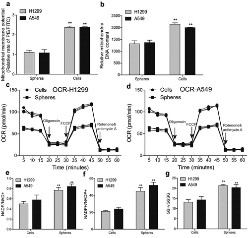 Figure 2. NSCLC spheres retain less respiratory capacity and mitochondrial content. (a) MMP level was examined in NSCLC spheres and cells. (b) MtDNA content was evaluated in NSCLC spheres and cells. (c) OCR was determined in H1299 spheres and cells. (d) OCR was measured in A549 spheres and cells. (e) NADP/NAD+ ratio was detected in NSCLC spheres and cells. (f) NADPH/NADP+ ratio was examined in NSCLC spheres and cells. (g) GSH/GSSG ratio was evaluated in NSCLC spheres and cells. n ≥ 3, **P < 0.01 vs. Control