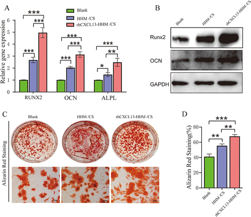 Figure 4 Analysis of osteogenic differentiation in BMSCs co-cultured with scaffolds. (A) Quantitative RT-qPCR analysis of osteogenic gene expression (Runx2, ALPL, OCN) in BMSCs co-cultured with each group. GAPDH was used as housekeeping genes. The results were expressed as mean ± SD. (B) Relative protein expression of RUNX2 and OCN in BMSCs co-cultured with various treatment groups. (C) Representative images of Alizarin red-stained BMSCs co-cultured with various scaffolds for 21 days in 6-well plates (scale bar = 100μm). (D) Quantitative analysis of Alizarin Red Staining in BMSCs co-cultured with various treatment groups. Statistical analysis was performed using ANOVA and LSD tests, with results expressed as mean ± SD (*p < 0.05, **p < 0.01, ***p < 0.001, n=3).