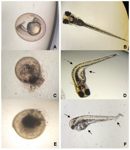 Figure 9 Images of zebrafish after acute embryotoxicity tests. (A) Control Murashige and Skoog medium (MS) 24 hpf (Magnification at 40x); (B) Control Murashige and Skoog medium (MS) 96 hpf (Magnification at 20x); Images of organism exposures at various concentrations of AgNP-GP 96 hpf: (C) (Magnification at 40x), and (D) 156 μg L−1 (Magnification at 20x); (E) (Magnification at 40x), and (F) 625 μg L−1 (Magnification at 20x). Images of control (A and B) depict normal developments. Exposed at 156 μg L−1 of AgNP-GP showed coagulated egg (C) and larvae where curvature of the spine was observed along with cardiac and vitelline edema (D). Organisms exposed to 625 μg L−1 of AgNP-GP, showed coagulated egg (E) and larvae with reduced head size, reduced body size, column curvature vertebral, cardiac and vitelline edema (F). Overall, the organisms exposed to AgNP-GP at 78 μg L−1 concentration showed no lethality, however, organisms exposed to 1250 μg L−1 concentration of AgNP-GP showed 100% lethality.