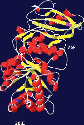 Figure 2. Spatial location of the positively selected sites in the rbcL subunit of R. palaestinum. Two amino acid residues (75F, 203I) under adaptive evolution were found in the α/β-barrel domain of the active centre.