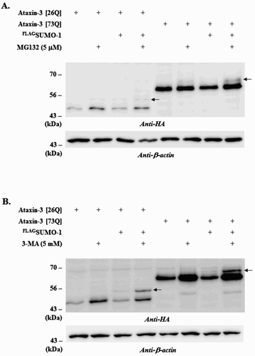 Figure 1. Effects of MG132 or 3-MA treatment on ataxin-3 degradation. To assess the involvement of different proteolytic pathways on ataxin-3 degradation, BOSC cells expressing HA-tagged ataxin-3 (26Q or 73Q) and FLAG-tagged SUMO-1 were incubated with 5 µM MG132 (a proteasome inhibitor) (A) or 5 mM 3-MA (an autophagy inhibitor) (B). After 24 h, cells were collected, lysed and the cell lysate was subjected to immunoblot analysis using anti-HA antibody (ataxin-3) and anti-β-actin antibody. Arrows indicate the SUMO-modified form of ataxin-3.