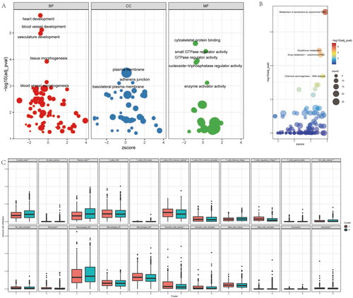 Figure 2. Enrichment analysis of the differences between the two clusters. (A) the GO (Gene Ontology) analysis base on the different genes of the two clusters, included biological process (BP), cell component (CP), and molecular function (MF). (B) KEGG (Kyoto Encyclopedia of Genes and Genomes) analysis base on the different genes of the two clusters. (C) Immune infiltration analysis with the CIBERSORT of the two clusters.