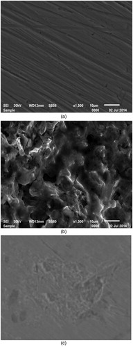 Figure 12 . SEM micrographs of C-steel (a) before exposure to aerated 10% NH2SO3H solution (b) after 24 h. immersion in aerated 10% NH2SO3H solution (c) after 24 h. of immersion in aerated 10% NH2SO3H + 400 ppm of Olive leaf. All at 298 K.