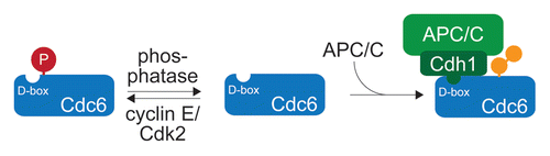 Figure 1 Inhibition of APC/C-dependent ubiquitination by posttranslational modifications. The ubiquitination of Cdc6 by the APC/C can be inhibited by phosphorylation of serine residues in proximity to an important D-box in the substrate. Cdc6 is phosphorylated by the cyclin E/Cdk2 kinase during late stages of G1. It can be assumed that a phosphatase is required for Cdc6 degradation during the next G1 phase.