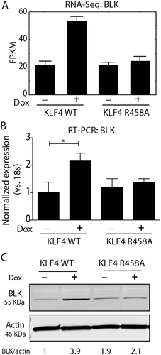 Figure 3. BLK was activated by KLF4 WT, not by KLF4 R458A. A. RNA-sequencing data showing that the BLK gene was only upregulated by KLF4 WT, but not by KLF4 R458A. B. Real time-PCR verified that BLK mRNA level was increased by ~2.2-fold in KLF4 WT expressing cells (P <0.05). C. Western blot analysis showed that BLK was upregulated ~3.9-fold by KLF4 WT (P <0.001), but was not changed by KLF4 R458A. Independent experiments were repeated at least three times.