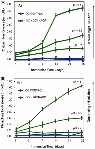 Figure 3. The extent of calcium and phosphate release from ortho-cement as a function of days in immersion time and pH. Time-cumulative release measurements of (A) calcium ions, and (B) phosphate ions. Each value is mean ± SD; n ;±3. Compared to pH 7, the ion release was slightly higher at pH 5.5, but substantially higher at pH 4. 20% NACP-loaded ortho-cement had a greater release in the solution of pH 4, which simulates a local cariogenic pH from biofilm acids.