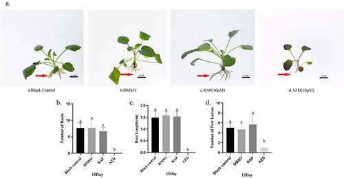 Figure 1. Effect of different TOR inhibitor on the growth of S. Miltiorrhiza seedlings. (A) The seedlings of S. Miltiorrhiza were grown in the medium containing blank control, DMSO solvent control, 10μM Rap and 10μM AZD, for 15 days. The red arrow points to the root where the difference is obvious. (B) The average number of new leaves, the number of roots and the length of roots of the seedlings measured after 15 days of growth in the above medium. Data are mean±standard error of 4 replicate samples. Different lowercase letters indicate statistically significant differences between treatments according to Tukey’s multiple range test.