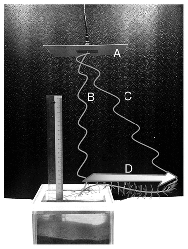 Figure 6. Perpendicular positioning of an M. aquaticum stem with respect to an electromagnetic radio-frequency antenna, resulting a gradient of power intensity along the stem. (A) Transmission antenna, (B) direct waves causing highest power density, (C) angled waves causing low power density, and (D) radio-frequency electromagnetic radiation power density decreases in the direction of the arrow.