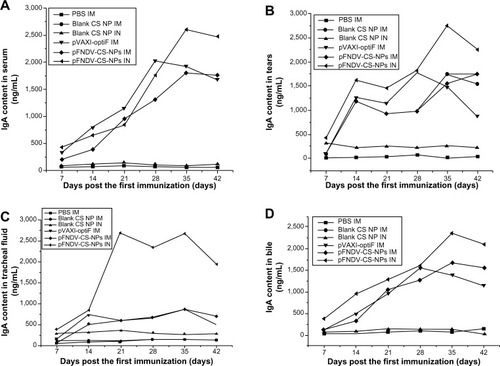 Figure 7 IgA antibody content in serum (A), tears (B), tracheal fluid (C), and bile (D) of SPF chickens immunized with PBS (IM), blank CS-NP (IM), blank CS-NPs (IN), and the naked plasmid DNA (IM), pFNDV-CS-NPs (IM), pFNDV-CS-NPs (IN).Note: Data are presented as the mean ± standard deviation (n=5).Abbreviations: CS, chitosan; DNA, deoxyribonucleic acid; IM, intramuscular; IN, intranasal; PBS, phosphate buffered saline; pFNDV-CS-NPs, Newcastle disease virus F gene encapsulated in chitosan nanoparticles; SPF, specific pathogen free; IgA, immunoglobulin A.