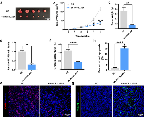 Figure 3. MCF2L-AS1 enhances the growth of BC tumors in vivo. (a). Images of tumors collected at 5 weeks post-implantation. (b) Tumor volumes were measured at the indicated time points. (c) Tumor weight values were calculated in the indicated groups at 5 weeks post-injection. (d) MCF2L-AS1 knockdown was confirmed in MDA-MB-231 tumors via qPCR. (e, f) MCF2L-AS1-silenced MDA-MB-231 tumors exhibited decreased Ki-67 staining, consistent with reduced proliferative activity. ****P < 0.0001. (g, h). MCF2L-AS1-silenced MDA-MB-231 tumors were assessed via TUNEL staining, revealing an increase in intratumoral apoptotic cell death. (*p < 0.05, **p < 0.01, ****P < 0.0001).