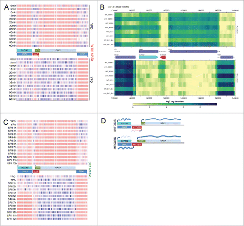 Figure 1. ORC1 isoform expression during growth and differentiation. (A) Color-coded heatmaps generated with RGV version 1.0, show DNA strand-specific Sc_tlg tiling array expression data ordered in rows for samples and columns for each oligonucleotide probe (blue is low, red is high; bicolor pivot 3.9 on the log scale). The strain background is shown to the right in red, time points are given in minutes to the left. A schematic represents the loci (shades of blue for ORFs and SUT, green for the UTR, and red for XUT) on both DNA strands (black lines). Arrows indicate transcription start sites. Note that the data shown, which cover one mitotic cycle, are part of a larger experiment reported in reference.Citation24 (B) A heatmap shows RNA-Sequencing data for 3 wild type strains (WT S288C, W303 and SK1) and corresponding strains lacking Xrn1 activity (xrn1) given to the left. All strains are haploid unless their DNA content is indicated (2n). Cells were cultured in YPD. The complete dataset was reported in reference.Citation5 (C) A heatmap like in panel A shows samples from diploid wild type cells cultured in rich media (YPD, YPA) and sporulation medium (SPII) taken at the time points indicated in hours (h). The strain is indicated to the right in green. Genome-wide data are from reference.Citation9 (D) A schematic summarizes the mitotic (top) and meiotic (bottom) expression profiles of SMA2 and ORC1 (dark and light blue rectangles, respectively) and the lncRNAs SUT292 and XUT1538 (blue and red rectangles). Transcripts are shown as wavy blue lines. Black lines represent the top and bottom DNA strands. Arrows indicate transcription start sites.