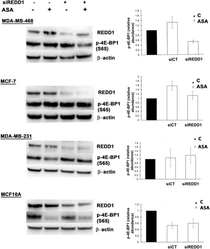 Figure 3 Different effects of REDD1 silencing on aspirin-mediated expression of phosphorylated 4E-BP1. Cells were transfected with non-targeting (siCT) or REDD1 siRNA (siREDD1) for 24 (MDA-MB-468, MCF-7, MDA-MB-231 cell lines) or 48 hours (MCF10A) and treated with vehicle control (C) or 2 mM of aspirin (ASA) for the next 24 hours before cell lysis. Equal amounts of proteins (50 µg) were loaded on each lane of SDS-PAGE gel for electrophoresis, followed by transfer onto PVDF membranes, which were then probed with respective antibody. β-actin was used as loading control. REDD1 was probed on a different blot than p-4E-BP1. Data are expressed as means±SD from three independent experiments for MDA-MB-468, MCF-7, MDA-MB-231, and from two independent experiments for MCF10A.