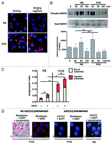 Figure 1. Phagocytosis of RB or POS increases MERTK phosphorylation and is stimulated by MERTK ligand, PROS1. (A) Sertoli cells (blue stained nuclei with DAPI), exposed to RB or POS (red stained particles) bind and ingest both substrates. (B) Western blotting analysis of MERTK phosphorylation in Sertoli cells exposed to either RB or POS with a graph representing MERTK phosphorylation normalized to total MERTK level, **p < 0.001 by ANOVA with Bonferroni post hoc analysis. (C) Depicts a quantitative analysis of bound and total (bound + ingested) POS or RB. Phagocytosis index was calculated for Sertoli cell cultures exposed to either RB or POS in the absence or in the presence of 200 nM of MERTK ligand PROS1; **p < 0.001 by ANOVA with Bonferroni post-hoc analysis. (D) Binding of POS (red stained particles) to Sertoli cells (blue stained nuclei with DAPI) and the inhibition by ANXA5 of POS binding to Sertoli cells. The effects of ANXA5 (green staining) on RB binding to Sertoli cells is represented and should be compared with data depicted in (A). The panel labeled “Rhodopsin + DAPI” means that POS were first treated with ANXA5-coupled FITC then they were added to Sertoli cell cultures for 2 h and then anti-Rhodopsin staining was performed. Comparisons are made between panels 1, 2 and 3 showing that ANXA5-treated POS do not bind to Sertoli cells and between panels 3 and 5 showing that ANXA5-treated RB are bound to Sertoli cells. Scale bar: 5 μm.