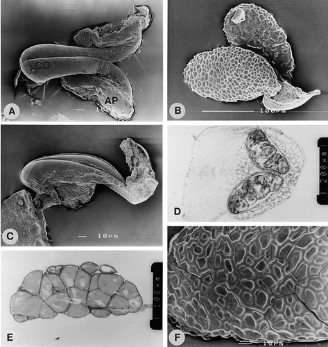 A–F.: (A) SEM of Fockea edulis (Olivier 3042); Translator showing corpusculum (CO) with adhesive pads (AP); (B) SEM of F. multiflora (Giess & Wiss 3310); Pollinarium with two pollinia showing attachment to upper region of corpusculum and difference in the two surfaces of pollinium; The distal, reticulate wall surface of the lower pollinium and the proximal, uneven wall of the upper pollinium are shown; (C) SEM of F. angustifolia (Vorster & Jackson 2160); Attachment of pollinium to corpusculum by adhesive material; D–E. LM of F. sinuata (Smook 6854): (D) Section of anther showing two pollinia; (E) Section of pollinium showing tetrads. (F) SEM of F. angustifolia (Vorster & Jackson 2160); Part of pollinium showing tetrads and absence of pollinium wall. Scale bars – 10 μm (in A, C & F); 100 μm (in B, E); 200 μm (in D).