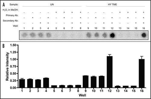 Figure 1 96-well PrPSc immunoassay controls. (A) 96-well immunoassay and (B) quantification of brain homogenate from proteinase K digested uninfected (UN) or HY TME-agent infected (HY TME) hamsters with (+) and without (−) H2O2 in MeOH, primary antibody or secondary antibody to indicate the specificity of PrPSc immunodetection. Relative PrPSc intensity is based on well 16.