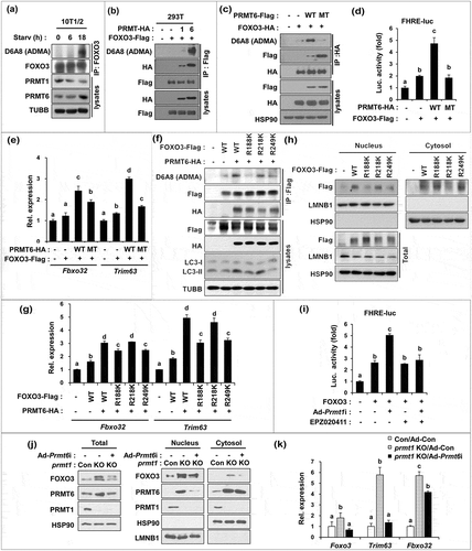 Figure 6. PRMT6 methylates FOXO3 on arginine 188 and 249 critical for its activity. (a) Lysates of 10T1/2 mouse embryonic fibroblasts incubated with DMEM containing 0.1% FBS for the indicated hours were subjected to immunoprecipitation with FOXO3 antibodies and immunoblot analysis with indicated antibodies. (b) Co-immunoprecipitation of control, PRMT1-HA or PRMT6-HA and control or FOXO3-flag transfected 293T cells with flag antibodies and immunoblot analysis with indicated antibodies. (c) Coimmunoprecipitation from 293T cells transiently expressing control, PRMT6 WT or PRMT6V86K,D88A mutant and control or FOXO3-HA proteins. Anti-HA immunoprecipitates were analyzed by immunoblotting analysis via indicated antibodies. (d) Luciferase assay of C2C12 cells cotransfected with FOXO3-reporter, FOXO3 and PRMT6 WT or PRMT6V86K/D88A mutant. Data represent means ± SD. Letter indicate statistically distinct group (One way ANOVA, P < 0.01). (e) qRT-PCR analysis for the expression of Fbxo32 and Trim63 in FOXO3 and PRMT6 WT or PRMT6V86K,D88A transfected C2C12 cells at D3. Data represent means ± SD. Letters indicate statistically distinct groups (one-way ANOVA, P < 0.01). (f) Coimmunoprecipitation of PRMT6-HA and flag-tagged FOXO3 WT, R188K, R218K or R249K transiently transfected 293T cells with flag antibodies and immunoblot analysis with the indicated antibodies. (g) qRT-PCR analysis for the expression of Fbxo32 and Trim63 in FOXO3 WT or R188K, R218K or R249K transfected C2C12 cells at D3. Data represent means ± SD. Letter indicate statistically distinct group (One way ANOVA, P < 0.01). (h) Cellular fractionation of C2C12 cells at D3 transfected with flag-tagged pcDNA, FOXO3 WT, R188K, R218K or R249K followed by immunoblot analysis for the indicated markers. (i) Luciferase assay with C2C12/ad-control or C2C12/ad-Prmt1i cells cotransfected with FOXO3-reporter, control or FOXO3 and treated with vehicle or 10 μM EPZ020411 for 24 h. Data represent means ± SD. Letters indicate statistically distinct groups (One way ANOVA, P < 0.01). (j) Control or prmt1-knockout C2C12 cells were transduced by ad-control or ad-Prmt6i and cultured for 3 days, followed by cellular fractionation and immunoblotting. (k) qRT-PCR analysis for the expression of Foxo3, Trim63 and Fbxo32 in C2C12 cells at D3. Data represent means ± SD. Letter indicate statistically distinct group (One way ANOVA, P < 0.01).