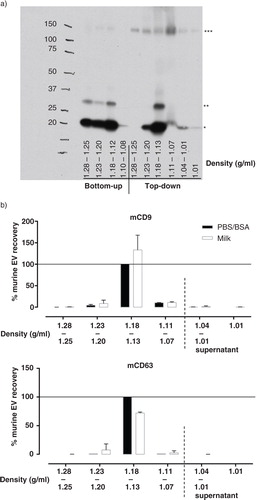 Fig. 1 Efficient isolation of reference EV from breast milk by top-down density gradient ultracentrifugation. (a) Fresh human breast milk was spiked with murine ref-EV, after which EV were recovered via bottom-up or top-down density gradient ultracentrifugation. The distribution of recovered ref-EV over the different density fractions was analyzed by western blotting for murine CD9 (mCD9). Indicated are the sizes for monomeric mCD9 (*, ~23 kD), N-glycosylated monomeric mCD9 (**, ~27 kD), and high molecular weight complex mCD9 (***, ~150 kD). This result is representative of 4 independent experiments in 3 different donors. (b) Fresh human breast milk (☐) or PBS/BSA control solution (■) were spiked with murine ref-EV, after which EV were recovered via top-down density gradient ultracentrifugation. Fractions of the density gradient and the overlying milk supernatant were analyzed for the presence of mCD9 and mCD63 by western blotting. Indicated are the quantified western blot signals (mean values of 2 independent experiments in 2 different donors) normalized to the values detected in the 1.13–1.18 g/ml fractions of the PBS/BSA control (set to 100%).