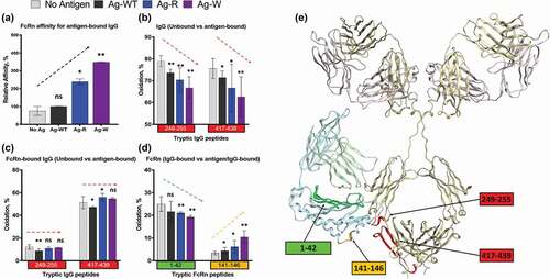 Figure 4. Structural changes in IgG1-FcRn complex induced by different antigens. (a) SPR analysis. The relative affinity of IC-FcRn as compared to Ag-WT/IgG1/FcRn (100%). (b-d) HRF analysis. Oxidative labeling footprint of two tryptic peptides from IgG1 Fc region in the FcRn-free antigen-bound forms (b), and FcRn-bound antigen-bound forms. (c). Oxidative labeling footprint of two tryptic peptides from FcRn in Ag-bound forms. (e) The model structure of IgG1-FcRn. The region color-highlighted in the structure corresponding to the color in the bar graph. *denotes significant difference relative to no Ag. ns: not significant, *p < .05, **p < .01.