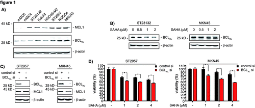 Figure 1. BCLXL restricts SAHA efficacy of gastric cancer cells. (A) western blot analysis of MCL1 and BCLXL expression of the indicated gastric cancer cell lines. β-actin served as loading control. (B) ST23132 and MKN45 cells were treated with increasing doses SAHA for 24 h as indicated or were left as vehicle treated controls. Western blots detected expression of BCLXL and β-actin (loading control). (C) ST2957 and MKN45 cells were transfected with the indicated siRNAs. 48 h after the transfection whole-cell lysates were prepared and western blots detected expression of BCLXL, MCL1 and β-actin (loading control). (D) ST2957 and MKN45 were transfected with the indicated siRNAs. 48 h after the transfection cells were treated with SAHA as indicated for additional 24 h. Viability of cells was measured in MTT assays and viability vehicle treated controls were arbitrary set to 100% in order to compare the SAHA responses within each siRNA condition. Data are presented as mean and standard error of the mean (S.E.M). (Student’s t-test: * p < 0.05 vs. controls).