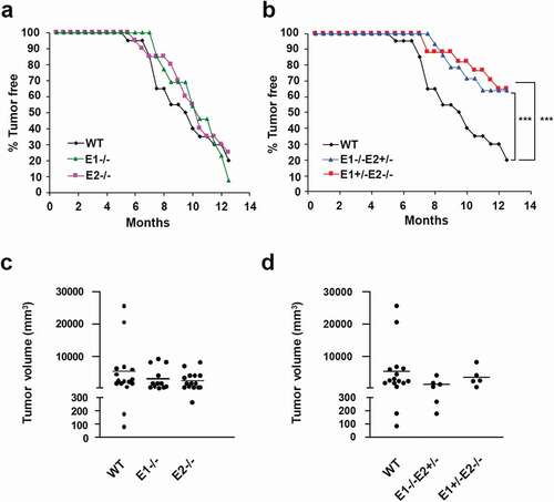 Figure 1. Analyses of breast cancer susceptibility in cyclin E-deficient mice. (a) Comparison of breast cancer incidence between control cyclin E1+/+E2+/+/MMTV-c-Myc (WT), cyclin E1-/-/MMTV-c-Myc and cyclin E2-/-/MMTV-c-Myc females. Mice were monitored by palpation for the presence of breast tumors. (b) A similar analysis using cyclin E1+/+E2+/+/MMTV-c-Myc (WT), cyclin E1-/-E2+/-/MMTV-c-Myc and cyclin E1+/-/E2-/-/MMTV-c-Myc females (the same input for WT mice was used to generate panels a and b). ANOVA test for multiple comparisons (Friedman test) was used for calculate the p-values. ***, p < 0.001; in panel (a) differences were not significant. (c and d) The estimated total tumor burden (per mouse) in tumor-bearing animals of the indicated genotypes. Each dot corresponds to a different mouse and represents the combined tumor volume (the same input for WT mice was used to generate both panels). Tumor volumes were calculated according to the formula V = a x b2/2 (a is tumor length and b is tumor width). Horizontal lines depict mean values. There were no significant differences between the groups (Kruskal-Wallis test with Dunnett’s multiple comparison test)