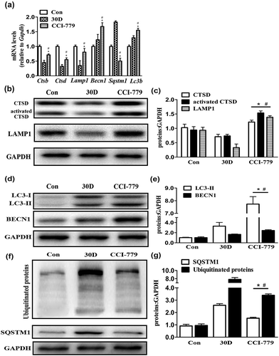 Figure 8. CCI-779 significantly rescued the impaired autophagy-lysosomal pathway in degenerated SGNs of mice. (a) The levels of Ctsb, Ctsd, and Lamp1 and of the autophagic genes Becn1 and Lc3b were significantly higher, and Sqstm1 was lower in the experimental group than in the negative control group, which was determined by quantitative real-time PCR. (b and c) The LAMP1 and CTSD levels determined by western blotting were consistent with the quantitative real-time PCR results. (d and e) Compared with those in the negative control group, the LC3 and BECN1 levels in the experimental groups were significantly increased, as determined by western blot assays. (f and g) The western blot results revealed that the levels of the autophagic cargo receptor SQSTM1 and ubiquitinated proteins were decreased significantly in the experimental group compared with those in the negative control groups. *, the difference between the experimental group and the blank control group was significant (P < 0.05); #, the difference between the experimental group and the negative control group was significant (P < 0.05); CCI-779, experimental group; 30D, negative control group; Con, blank control group.