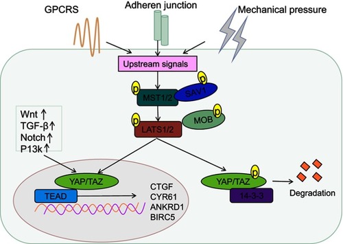 Figure 1 Regulation of the Hippo pathway. An overview of the regulation of transcription by YAP/TAZ in mammalian cells. The core of the Hippo-signaling pathway includes the MST1/2 and LATS1/2 kinases, which function as active dimers with SAV1 and MOB1, respectively. To enable phosphorylation of YAP and TAZ, phosphorylation of YAP/TAZ creates a 14-3-3 binding site, which promotes cytoplasmic localization of YAP/TAZ, resulting in YAP/TAZ cytoplasmic retention and degradation. YAP and TAZ translocate to the nucleus and serve as transcriptional co-activators for TEADs, to coordinate pro-proliferating and anti-apoptotic programs, when the Hippo-signaling pathway is inactivated.Abbreviations: YAP, Yes-associated protein; TAZ, transcriptional coactivator with PDZ-binding motif.