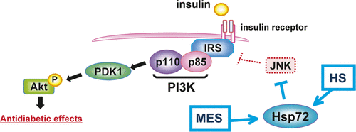 Figure 2. The effect of HS and MES on the insulin signalling pathway. Insulin activates the insulin receptor, initiating a signalling cascade that results in activation of the protein kinase Akt. Increased AKT phosphorylation regulates different metabolic pathways including activation of glucose uptake in muscle and fat. JNK increases serine phosphorylation of insulin receptor substrate (IRS) to impair the insulin signalling pathway. On the other hand, MES and HS increase the expression of Hsp72, which is known to inhibit JNK. Thus, the effect of MES and HS is to enhance insulin signalling by inhibiting JNK through Hsp72.