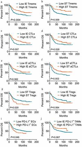 Figure 3. Immune cell infiltration in intraepithelial and stromal regions stratifies patient OS. (a-j) Overall survival analysis of patients based on the percentage of cell numbers per patient of intraepithelial (n=170 for low, n=99 for high) (a) and stromal memory T cells (n=222 for low, n=46 for high) (b), intraepithelial (n=92 for low, n=128 for high) (c) and stromal CTLs (n=110 for low, n=114 for high) (d), intraepithelial (n=110 for low, n=110 for high) (e) and stromal aCTLs (n=77 for low, n=147 for high) (f), stromal Tregs (n=179 for low, n=45 for high) (g) and intraepithelial (n=110 for low, n=110 for high) (h), PD-L1+ ECs (n=210 for low, n=59 for high) (i) and intraepithelial PD-L1+ TAMs (n=220 for low, n=49 for high) (j). Significance was determined using the log-rank test and Kaplan-Meier survival curves are presented. IE, intraepithelial. ST, stromal. OS, overall survival. DFS, disease free survival