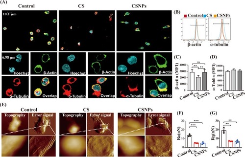 Figure 4 CSNPs induced polarization of α-tubulin and changed membrane surface nanostructure of Vγ9Vδ2 T cells. (A) Cytoskeleton (β-actin, α-tubulin) visualizations by confocal laser scanning microscopy. (B–D) Quantified analyses of α-tubulin and β-actin expression of Vγ9Vδ2 T cells by flow cytometry, showing as fluorescence intensity profiles (B) and histograms of mean fluorescence intensity (MFI) (C, D). (E) The topography and membrane surface nanostructure images of Vγ9Vδ2 T cells acquired by AFM (atomic force microscope). Upper: topography and corresponding error signal mode images, scanning size: 15 or 20 μm. Bottom: membrane surface nanostructure images, scanning size: 4 μm. (F, G) Membrane surface roughness (Ra, Rq) at the detection scale of 4 μm. Data were collected from at least three independent experiments. Statistical differences between experimental groups and the control group were analyzed using one-way ANOVA test (**p<0.01, ***p<0.001, n=3).