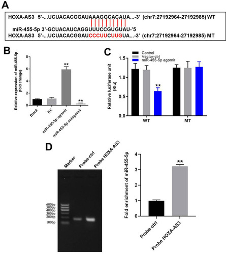 Figure 2 HOXA-AS3 sponged miR-455-5p in HUVECs. (A) Gene structure of HOXA-AS3 indicated the predicted target site of miR-455-5p in its 3ʹUTR. (B) HUVECs were transfected with 10 μM miR-455-5p agomir or antagomir. Then, the efficiency of transfection was verified by RT-qPCR. (C) The luciferase activity was measured in HUVECs following co-transfecting with WT/MT HOXA-AS3 3′-UTR plasmid and miR-455-5p with the dual luciferase reporter assay. (D) RNA pulldown was performed to verify the correction between HOXA-AS3 and miR-455-5p. **P<0.01 compared with control; n = 3.