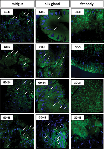 Figure 10. 3D representation of lipid accumulation (green signals, arrows) in organs of G. mellonella larvae: midgut, silk gland and fat body. Nuclei (blue signals). BODIPY and DAPI staining. Confocal microscope. G0-C, G0-S, G0-24 and G0-48 represent experimental groups described in methodology. Scale bar = 20 μm.