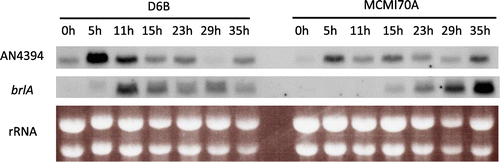 Fig. 5. Effect of the mcmA mutation on expression of AN4394 and brlA.