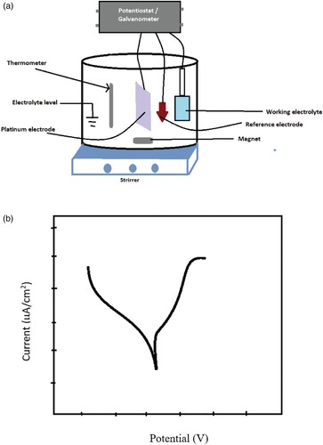 Figure 16. (a): Schematic representation of potentiodynamic test for corrosion studies. (b) Representation of the potentiodynamic polarization curve (Tafel plot).