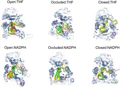 Figure 6. Overlay of the representative structures from the most populated clusters (C0) of each DHFR:ligand scenario highlighting the M20 loop. The green, yellow, and orange coloring represents an individual replica for that respective system.