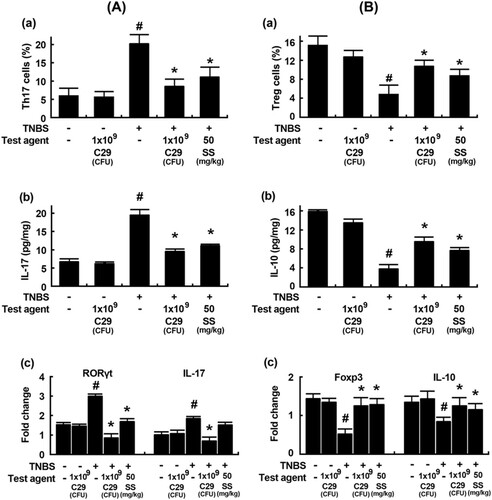 Figure 5. Effects of C29 and sulfasalazine on the differentiation of Th17 and Tregs and expression of their transcription factors and cytokines in mice with TNBS-induced colitis. (A) Effects on Th17 differentiation (a) and RORγt (b) and IL-17 expression (c). (B) Effects on Treg differentiation (a) and Foxp3 (b) and IL-10 expression. RORγt, Foxp3, IL-10, and IL-17 were assessed by qPCR. qPCR values (fold changes), which was compared to that of normal control group, were indicated. All values are mean ± SD (n = 6). #P < .05 vs. normal control group. *P < .05 vs. group treated with TNBS alone.
