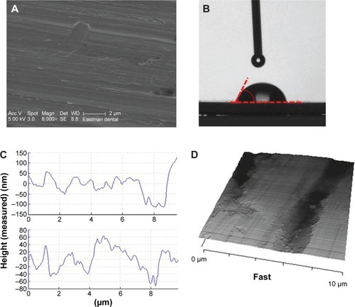 Figure 1 Ti substrate characterization.Notes: (A) Representative SEM image of the employed Straumann machined Ti discs. (B) Consistent with previous reports, contact angle measurements were found to be 67.0°±5.0°, demonstrating a slightly hydrophilic nature. (C) AFM surface profiles for two independent machined Ti discs, obtained from 10×10 μm scans. (D) AFM 3D reconstruction image showing the topography of machined Ti surfaces with high-resolution (Z=700 nm).Abbreviations: AFM, atomic force microscopy; SEM, scanning electron microscopy; Ti, titanium; 3D, three-dimensional.