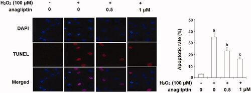 Figure 8. Anagliptin protects against H2O2-induced apoptosis in an AD cell model. N2a/Swe.D9 cells were stimulated with H2O2 (100 μM) with or without anagliptin (0.5, 1 μM) for 24 h. Apoptosis of cells was assayed by TUNEL staining (a, b, c, p < .01 vs. the previous group).
