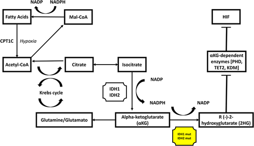 Figure 1 IDH 1 and 2 effects on cell metabolism.