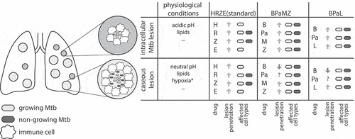 Figure 2. Diagram of tuberculosis lesion with drug penetration and Mtb cell type susceptibility. Mtb-infected lungs are shown on the left with different lesion types. Higher magnification of the lesions, highlighting the difference in lesion structure and Mtb cell growth within these lesions. These examples are high-level and generalized descriptions of major lesion types; there is a wide spectrum of lesion types that are not fully represented here but are reviewed in-depth [Citation14,Citation15]. The standard of care (HRZE) and two drug combinations showing efficacy in clinical trials (BPaMZ and BPaL) are listed on the right. *Hypoxia refers to the area around the periphery of the caseum; hypoxia levels are variable in many lesion types. Antibiotics in each combination are listed below, and the relative penetration into lesion is shown with arrows (the upward arrow shows that drug penetrates readily into lesion, and the downward arrow shows drug penetration into a lesion may be uneven or restricted). The Mtb cell type susceptibility for each drug are displayed next to each drug. BPaMZ = bedaquiline + pretomanid + moxifloxacin + pyrazinamide. BPaL = bedaquiline + pretomanid + linezolid.